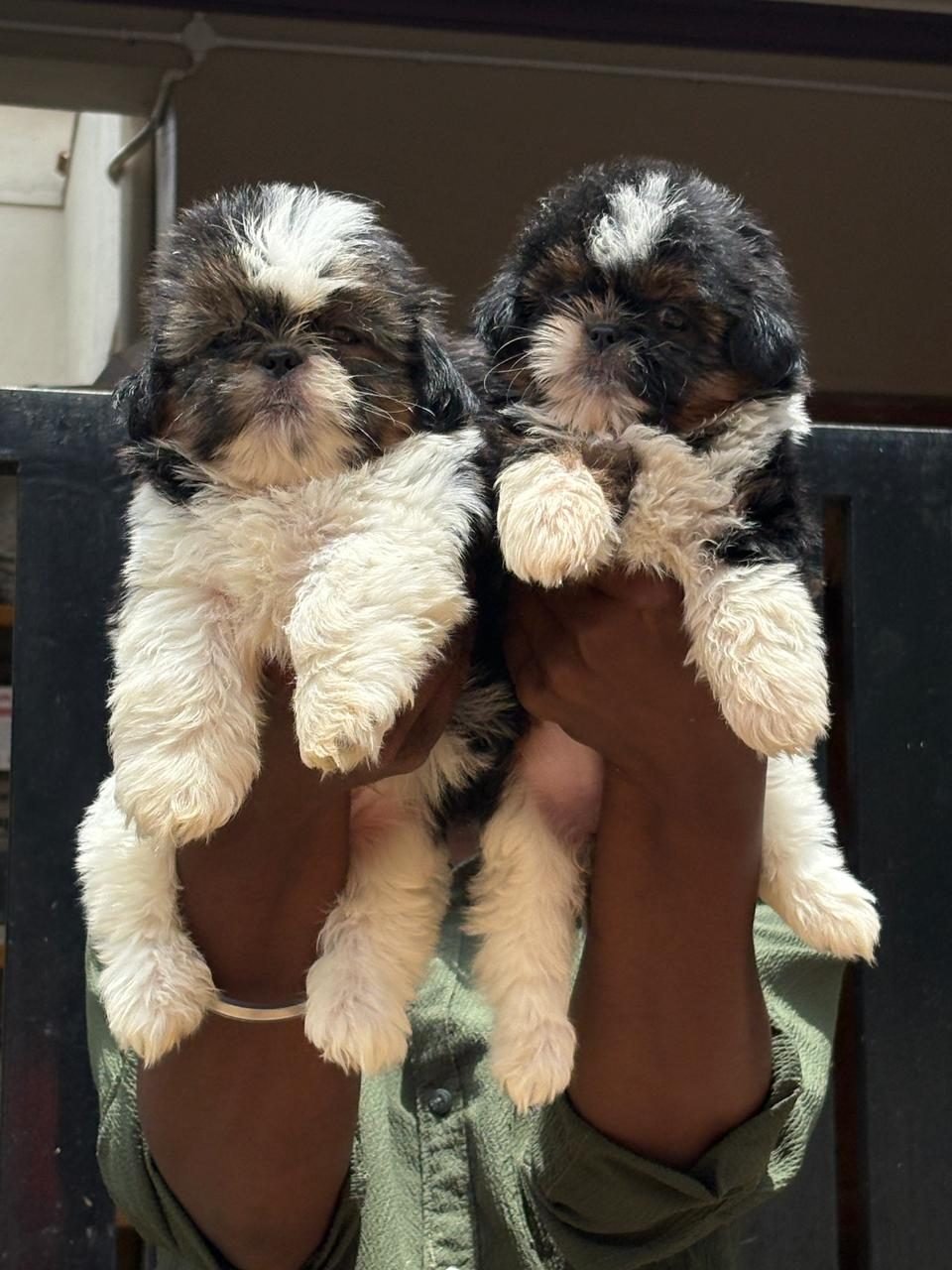 Shih Tzu puppies, litter pair